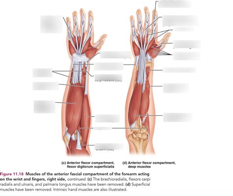 Diagram Of Forearm Anterior Deep View Diagram Quizlet