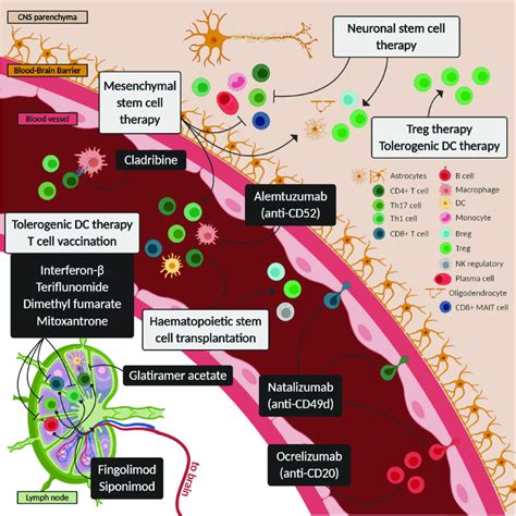 Proposed Mechanisms Of Action Of Approved Treatments For Multiple