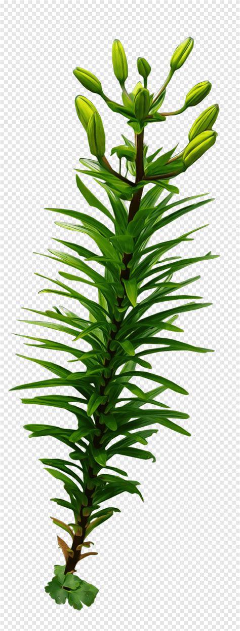 Long Leafy Plant Green Leafed Plant Png PNGEgg