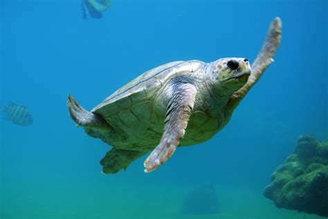 How To Contribute To Turtle Conservation Efforts Around the World