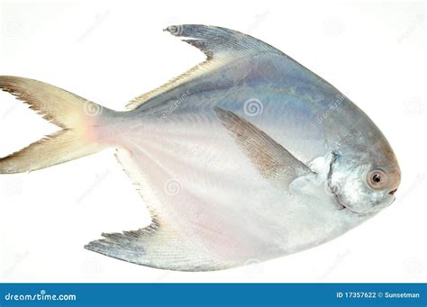 Pomfret Fish stock photo. Image of saltwater, catch, seafood - 17357622