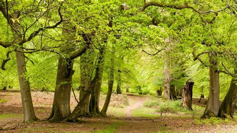 Shorefield Holiday Park Is Heaven For Families And Dog Lovers In The