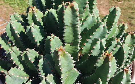 Euphorbia Resinifera Calara Cacti And Succulents