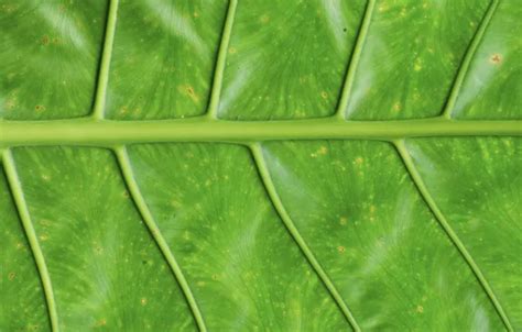 Wallpaper Macro Sheet Green Background Green Texture Macro Leaf