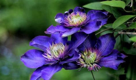 Fleur Bleue La Liste Des 30 Plus Belles Pour Votre Jardin