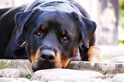 Free Images Puppy Cute Rest Black Closeup Is Vertebrate