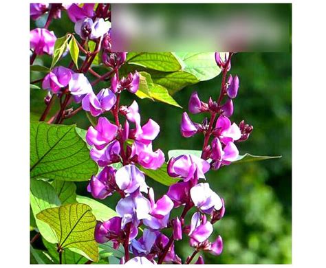 Super Seeds Dolichos Lablab Hyacinth Bean Egyptian Climber 10 Pcs