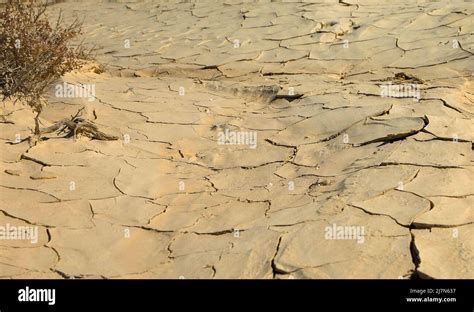 Mesquite Flat Sand Dunes Desert Shrub Creosote Bushes In Rugged Arid