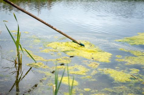 Klares Teichwasser So Gehen Sie Gegen Trübes Wasser Vor