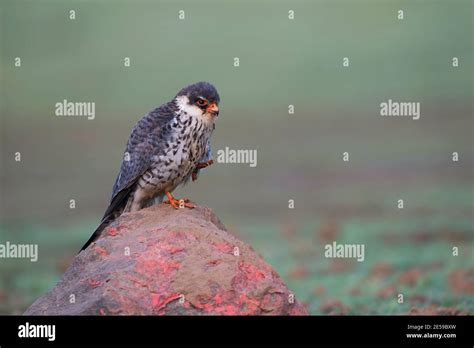 The Image Of Amur Falcon Falco Amurensis Was Taken At Lonavala