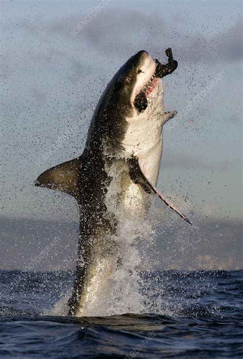 Great White Shark Breaching Whilst Attacking Seal Decoy Stock Image