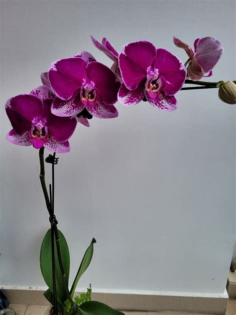 Wild Phalaenopsis Orchid Furniture And Home Living Gardening Plants