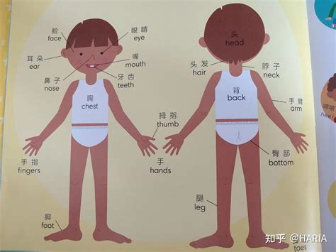 Dk儿童双语词汇 带着大宝学英语第一周——me And My Body 知乎