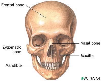 Skeleton Head Anatomy