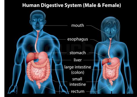 Human Digestive System Stock Vector Colourbox