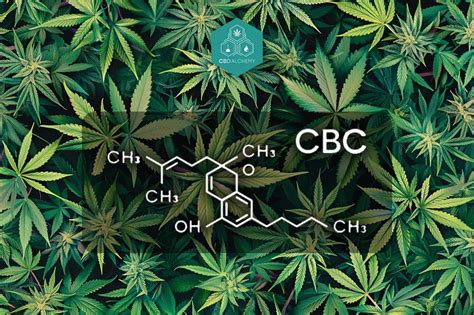 Cbc M Decine Avantages Du Cannabichrom Ne Cbd Alchemy