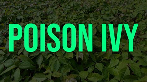 Spotting And Treatment For Poison Ivy How To Treat Poison Ivy Rash Youtube