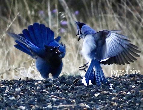 Stellar Jay vs Blue Jay, Jefferson County, MT : r/Montana