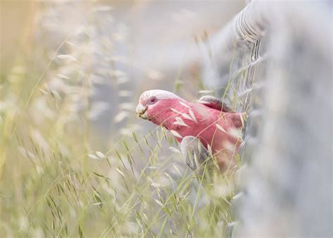 Winning Photos Of 2022 BirdLife Australia Photography Awards