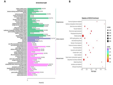 Functional And Pathway Enrichment Analysis For Degs In The Young And