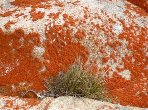 Red Moss Moss Plants Red