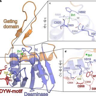 Model For The Anticipated Rna Path Across Otp Dyw In An Rna Editosome