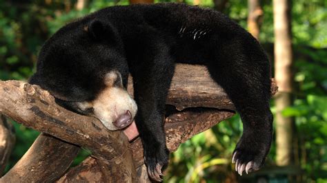 Download Free 100 Sun Bear Wallpapers