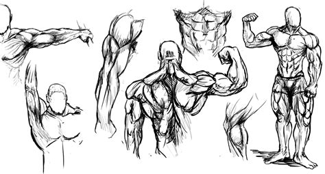 Muscles part1 by Santoski on DeviantArt