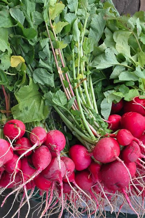 Radishes And What To Do With Them Alphafoodie