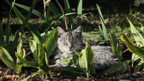 Homeless Cat Rests In Green Bushes In Nature In The Park Stock Footage