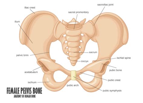 Chapter 41 Normal Anatomy And Physiology Of The Female Pelvis