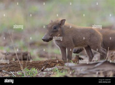 Warthog With Piglet Baby Warthog In The Wilderness Stock Photo Alamy