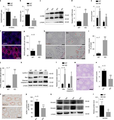 Lancl1 Deficiency Causes Testicular Oxidative Stress And Affects