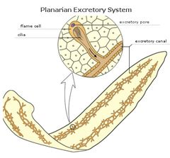 Flatworms And Roundworms Flashcards Quizlet