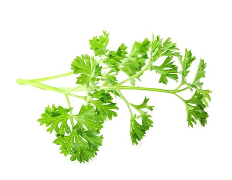 Premium Photo Fresh Parsley Isolated On White