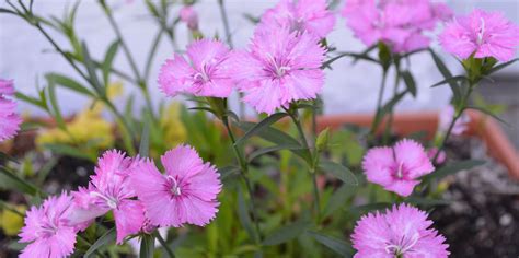 Dianthus Pinks Carnations And Sweet Williams