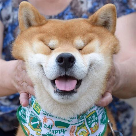 Meet Ryuji The Most Expressive Shiba From Japan Bored Panda