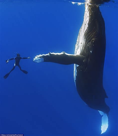 🔥 Female Humpback Whale And Cameraman Marco Queral In The South Pacific Rnatureisfuckinglit