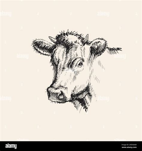 Hand Drawn Sketch Cow Vector Illustration Hand Drawn Sketch Cow Vector