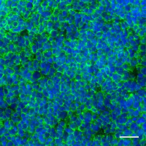 Cd Antibody Anti Human Realease Miltenyi Biotec