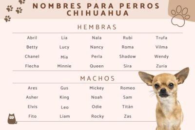 Nombres Graciosos para Perros Chihuahua Mascotas Exóticas