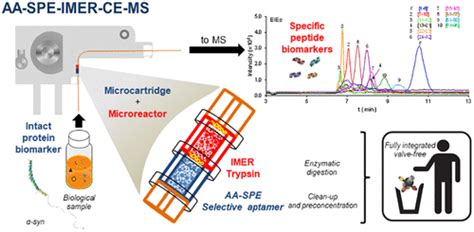 核酸适体亲和固相萃取与固定化酶微反应器毛细管电泳 质谱联用对蛋白质生物标志物进行灵敏靶向自下而上分析analytical Chemistry