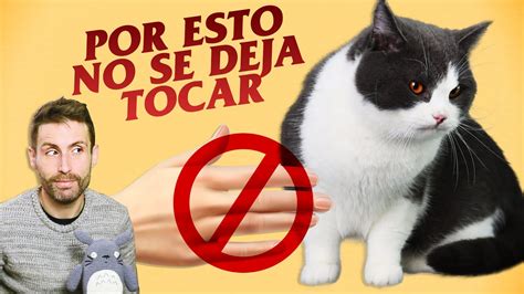 Por Qu Tu Gato No Se Deja Tocar Razones Por Las Que A Tu Gato