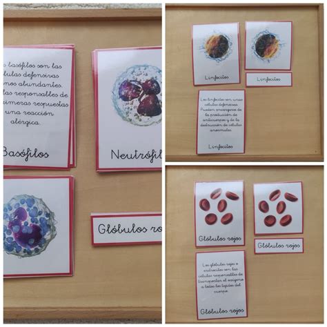 Tarjetas De Nomenclatura Mimontessori