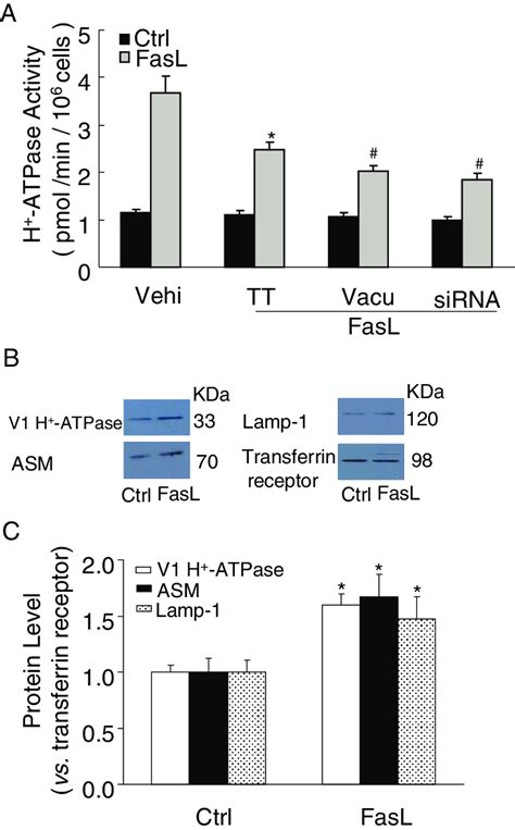 H +-ATPase activity and protein expression on the cell membrane of ...