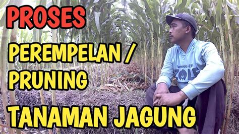 Perempelan Atau Pruning Daun Bawah Tanaman Jagung Youtube