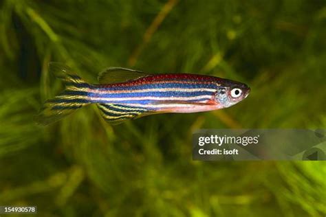 167 Danio Rerio Stock Photos, High-Res Pictures, and Images - Getty Images