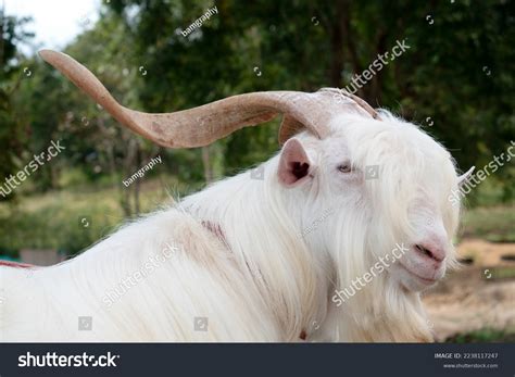 Saanen Goat Breeder Award Winner Southeastasia Stock Photo 2238117247