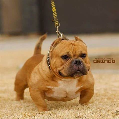 American Bully Micro Bully Exotic Pocket Extreme - MICRO BULLY