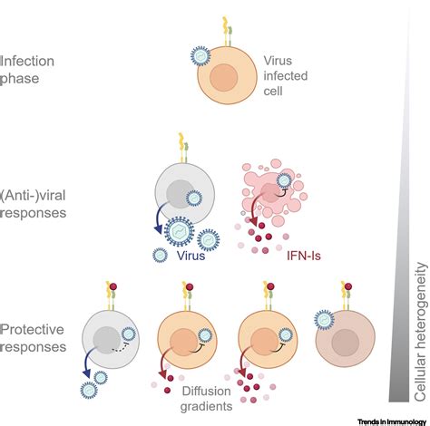 Decoding The Dynamics Of Multilayered Stochastic Antiviral Ifn I